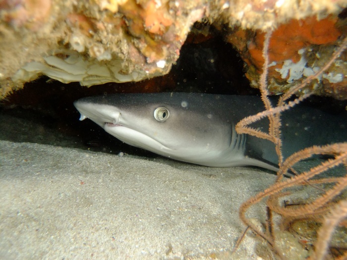 Zulu Scuba 1